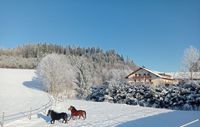 Mehlbach_Winter_Ponys
